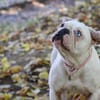 SNOWIE