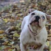 SNOWIE