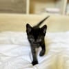 ONYX, chaton mâle, type européen