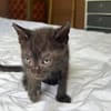 ONYX, chaton mâle, type européen