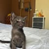 ONYX, chaton mâle, type européen