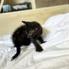 ONYX, chaton mâle, type européen