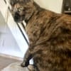 SPHINXY, chat femelle européen