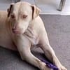 PHOENIX Croisée Labrador Femelle junior