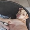 PHOENIX Croisée Labrador Femelle junior