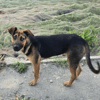 Ares