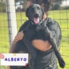 Alberto