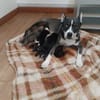 Benni