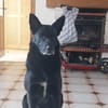 Benni