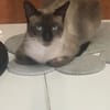 PEPI