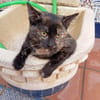 MIRTA