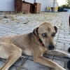Simon - Sanfter Rüde auf PS in Hessen