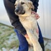 Miles - Junger Rüde sucht sein Glück