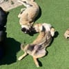 Miles - Junger Rüde sucht sein Glück