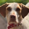 Zoe ein treuer Begleiter