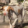 Zoe ein treuer Begleiter