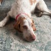 Zoe ein treuer Begleiter