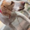 Zoe ein treuer Begleiter