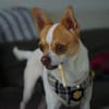 Chico sucht einfühlsames Zuhause