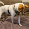 Chico sucht einfühlsames Zuhause