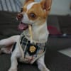 Chico sucht einfühlsames Zuhause