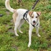Schmusefreund IVO sucht sein Traumzuhaus