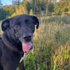 Hübscher Bean wartet in Deutschland