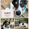 Kurti-bereit für sein Für immer Zuhause