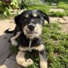 Hundekind sucht Bestplatz