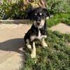 Hundekind sucht Bestplatz