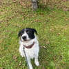 Stella