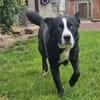 Max - Husky-Mix