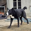 Max - Husky-Mix