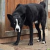 Max - Husky-Mix