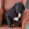 Polly sucht ab Dezember ein zu Hause