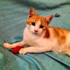kleines Katerle Leo sucht Zuhause