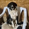 Piku sucht sein Zuhause oder Pflegestell