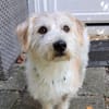 Bobo,unkomplizierter, hübscher  Wuschel