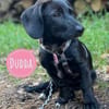 Dudda eine kleine Familienhündin