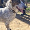 Kleiner BOUBIS sucht ein Zuhause