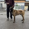 Charmeur und Kuschelkandidat Franjo