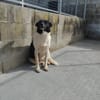 Dulce- so lieb, sucht ihre Familie