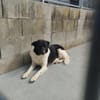 Dulce- so lieb, sucht ihre Familie