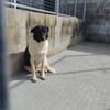 Dulce- so lieb, sucht ihre Familie