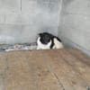 Dulce- so lieb, sucht ihre Familie