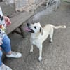Keka, fröhliche Familienhündin sucht