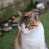 Hermine