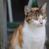 Hermine