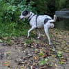 Vador l'adorable petit guerrier tripatte