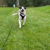 Vador l'adorable petit guerrier tripatte